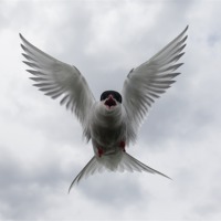 Buy canvas prints of Arctic Terns by Gail Johnson
