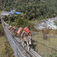 Buy canvas prints of Mule Train going over a suspension bridge by Gail Johnson