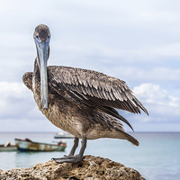 Buy canvas prints of Pelican by Gail Johnson