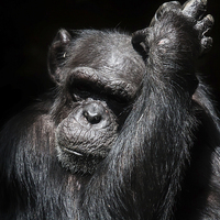 Buy canvas prints of Chimpanzee in a zoo by Gail Johnson