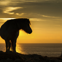 Buy canvas prints of Wild Welsh Pony's by Gail Johnson