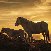 Buy canvas prints of Wild Welsh Ponys by Gail Johnson