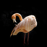 Buy canvas prints of Pink Flamingo by Gail Johnson