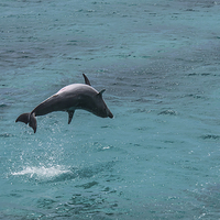 Buy canvas prints of Dolphin spinning by Gail Johnson