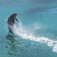 Buy canvas prints of Dolphin spinning by Gail Johnson