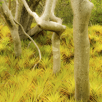 Buy canvas prints of Bromeliad plants by Gail Johnson