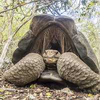 Buy canvas prints of  Giant Tortoise by Gail Johnson