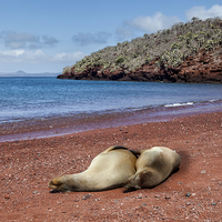 Buy canvas prints of  Sealions on Red Sand Beach by Gail Johnson