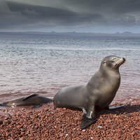 Buy canvas prints of Sealions on Red Sand Beach by Gail Johnson