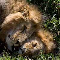Buy canvas prints of Lions by Gail Johnson