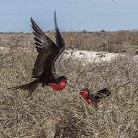 Buy canvas prints of  Frigate Birds by Gail Johnson