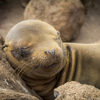 Buy canvas prints of Sea Lion Pup by Gail Johnson