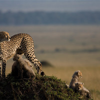 Buy canvas prints of Cheetah family by Gail Johnson