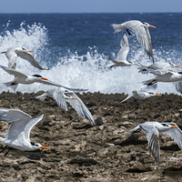 Buy canvas prints of terns in flight - Views around Curacao Caribbean i by Gail Johnson