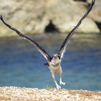 Buy canvas prints of Osprey Bird of prey by Gail Johnson