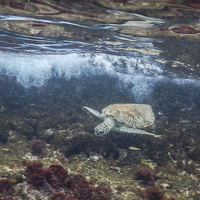 Buy canvas prints of  Turtle underwater by Gail Johnson