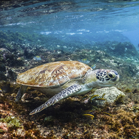 Buy canvas prints of Turtle Underwater  by Gail Johnson