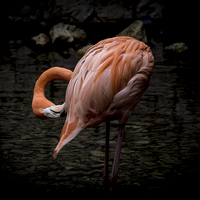 Buy canvas prints of Flamingo  by Gail Johnson