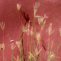 Buy canvas prints of red and grasses by Gail Johnson