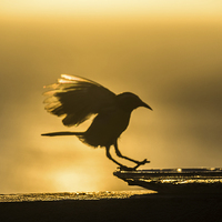 Buy canvas prints of Birds in flight at sunset by Gail Johnson