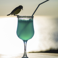 Buy canvas prints of Blue Curacao Drink and a brid by Gail Johnson