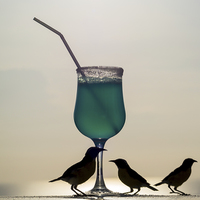 Buy canvas prints of Blue Curacao Drink and birds by Gail Johnson