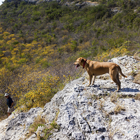 Buy canvas prints of Yellow Brasil tree flowers - and a dog by Gail Johnson