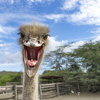 Buy canvas prints of Ostrich by Gail Johnson
