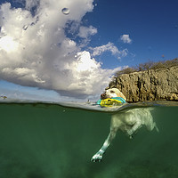 Buy canvas prints of Dog swimming -Curacao Views  by Gail Johnson