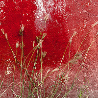 Buy canvas prints of red and grasses by Gail Johnson