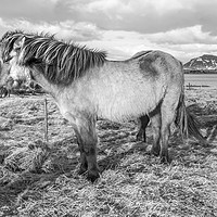 Buy canvas prints of Icelandic ponies Views by Gail Johnson