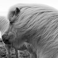 Buy canvas prints of Icelandic Pony Views by Gail Johnson