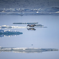 Buy canvas prints of Icelandic Views Jökulsarlon glacier lagoon by Gail Johnson