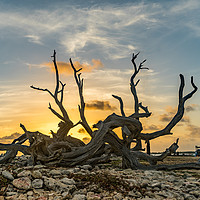 Buy canvas prints of Bonaire Sunset by Gail Johnson