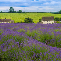 Buy canvas prints of Cotswolds lavender by Gail Johnson