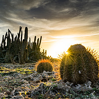Buy canvas prints of cactus sunset by Gail Johnson