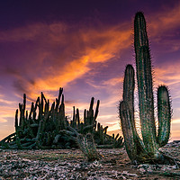 Buy canvas prints of cactus sunset by Gail Johnson