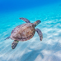 Buy canvas prints of Turtles underwater by Gail Johnson