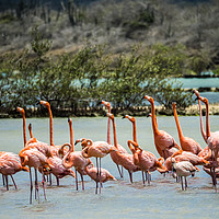 Buy canvas prints of   Flamingo Parading   Curacao views by Gail Johnson
