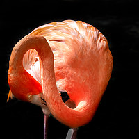 Buy canvas prints of   Flamingo washing - Curacao views by Gail Johnson