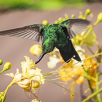 Buy canvas prints of Emerald  Humming bird     Curacao Views by Gail Johnson
