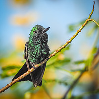 Buy canvas prints of Emerald  Humming bird     Curacao Views by Gail Johnson