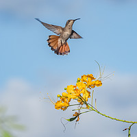 Buy canvas prints of  Humming bird     Curacao Views by Gail Johnson