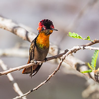 Buy canvas prints of  Humming bird     Curacao Views by Gail Johnson