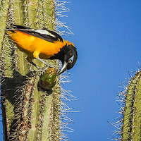 Buy canvas prints of Trupial Bird on a cactus  by Gail Johnson