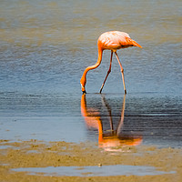 Buy canvas prints of  Flamingos -  Curacao Views by Gail Johnson