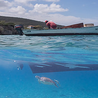 Buy canvas prints of   Curacao Views - Turtles and balls of fish at Wes by Gail Johnson