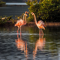 Buy canvas prints of Flamingos at the salt pans by Gail Johnson