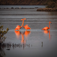 Buy canvas prints of Flamingos at the salt pans by Gail Johnson