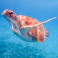 Buy canvas prints of Turtles swimming  Curacao Views by Gail Johnson